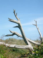 on the Huntington Beach State Park beach access trail