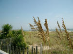 yucca and sea oats mid-day