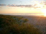 a couple of black birds forage on the shore at sunrise