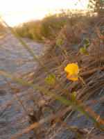 pennywort leaf shines on the grassy beach path at sunrise