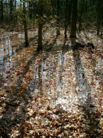 Whitehall Nature Preserve Upland Depressional Swamp (submerged from mid-autumn to around Memorial Day)