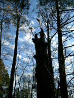 top of the snag (a dead standing tree)