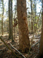 bottom of the snag (a dead standing tree)