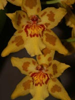 Orchid on display in the Robert Lee Stowe Visitor Pavilion.