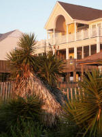 Yucca beside the ocean access path, A Place at the Beach.