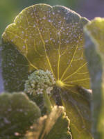 Blooms grace pennywort early spring into early fall, Texas to Florida and north to Virginia, mostly along the coast.