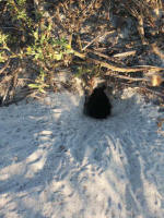 Crab hole.