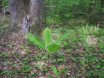 Young big leaf magnolia (Magnolia macrophylla).