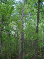 Large big leaf magnolia, an indigenous flowering tree.