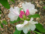 Opening rhododendron flower buds.