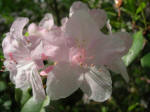 Blooming rhododendron.