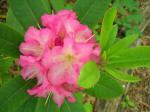 Blooming rhododendron.