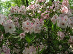 Blooming rhododendron.