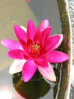 Water Lily