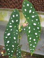 Begonia sporting spotted leaves.