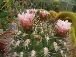 Pink cactus blossoms.