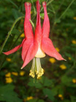 Columbine (Aquilegia canadensis) in bloom