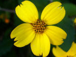 Green-and-Gold (Chrysogonum virginanum) blossom.