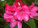 Opening cluster of rhododendron flowers.