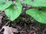 Wild ginger blooms with "little brown jugs" or "piggies".