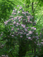 Blooming rhododendron.