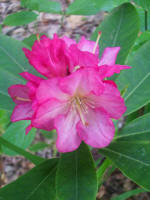 Blooming rhododendron.