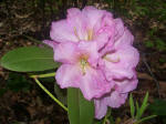 Blooming rhododendron.