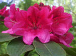 Unfolding cluster of rhododendron blossoms.