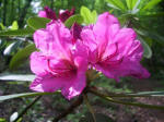 Blooming rhododendron.