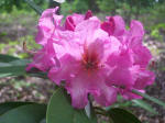 Opening rhododendron flower buds.