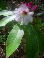 Opening rhododendron flower buds.