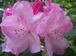 Opening rhododendron flower buds.