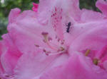 Ant on rhodendron blossom.