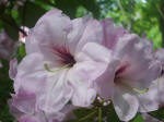 Blooming rhododendron.