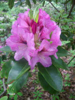 Blooming rhododendron.
