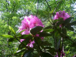 Blooming rhododendron.