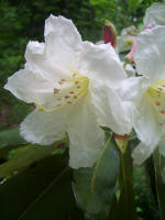 Blooming rhododendron.