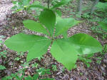 A baby big leaf magnolia tree.