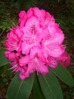 Blooming rhododendron.