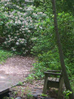 Sit and enjoy the blooming rhododendron!