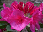 Opening cluster of rhododendron flowers.