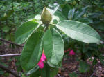 Rhododendron flower bud.