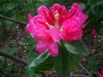 Opening rhododendron flower buds.