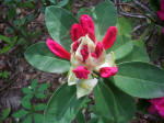 Unopened rhododendron flower cluster.