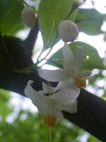 Fragrant Snowbell (Styrax obassia), a flowering tree.