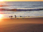 Seagulls letting their feet get wet at 26 F.