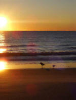 Seagulls on the water's edge at 6:56 a.m.