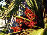 Frozen berries on the palm tree below Trina's balcony.