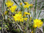 Wildflowers blooming beside path leading to ocean.