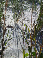 Grass shadows form a mirror image symmetry.